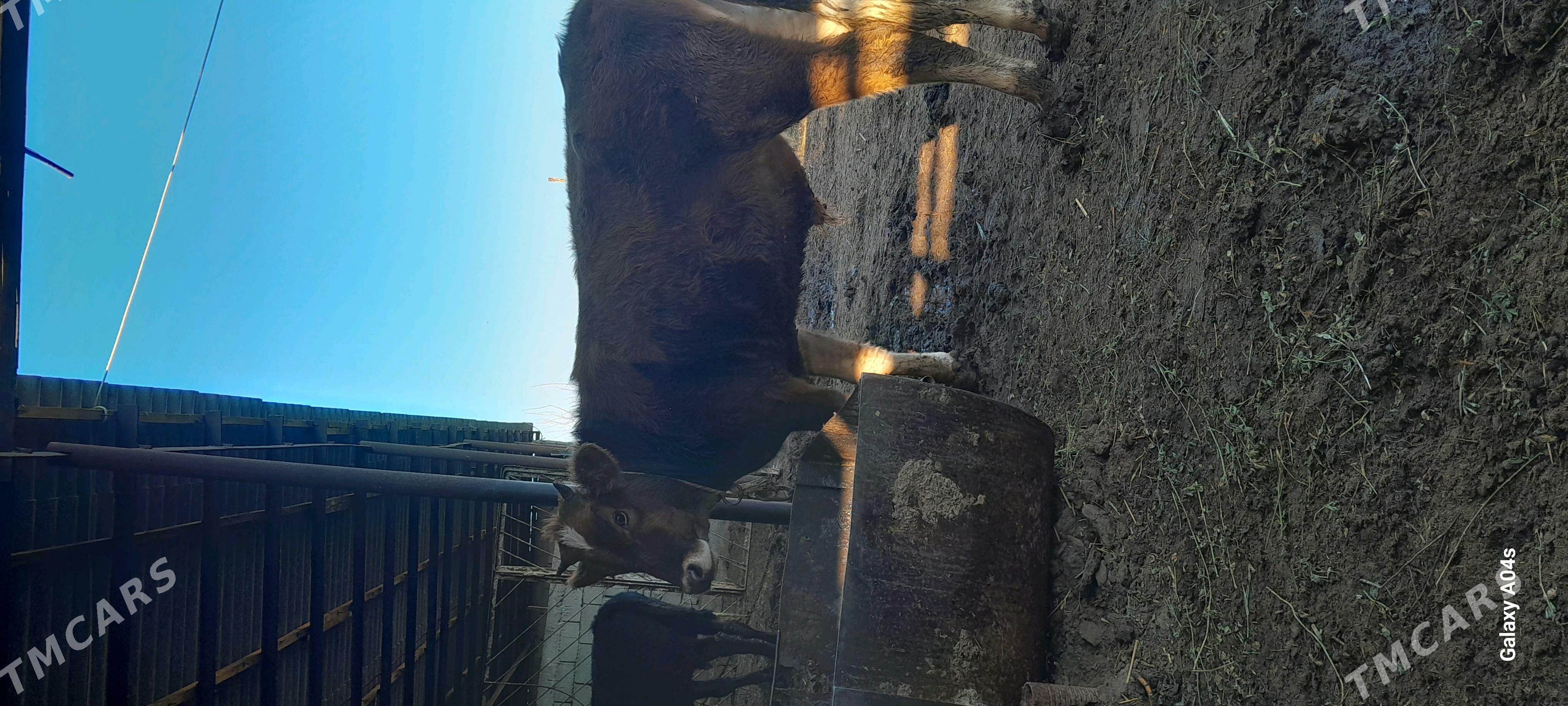 BAKYLYPDURAN BICIK ÖKÜZ - Gökdepe - img 5