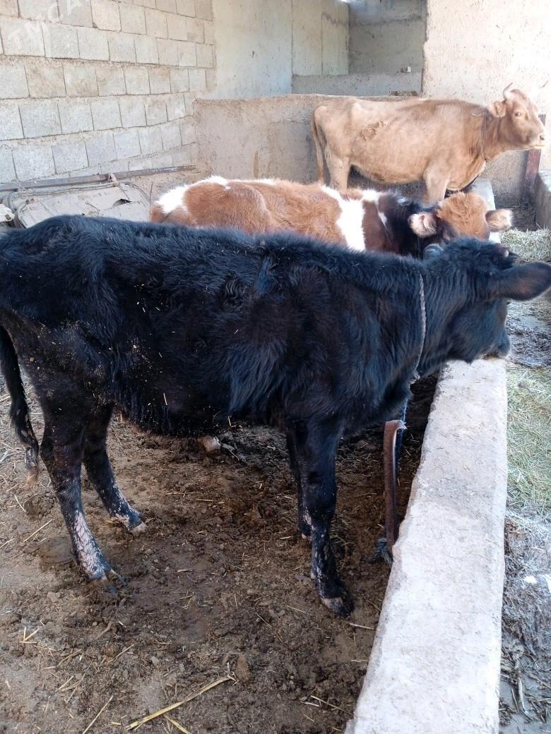 sygyr bogaz - Теджен - img 5