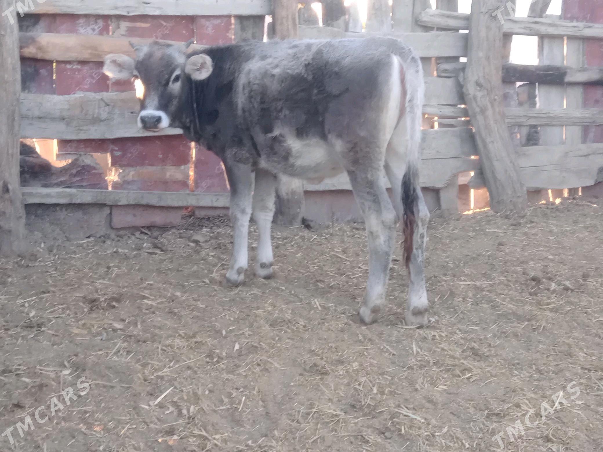 tuwe 2sany - Bäherden - img 2