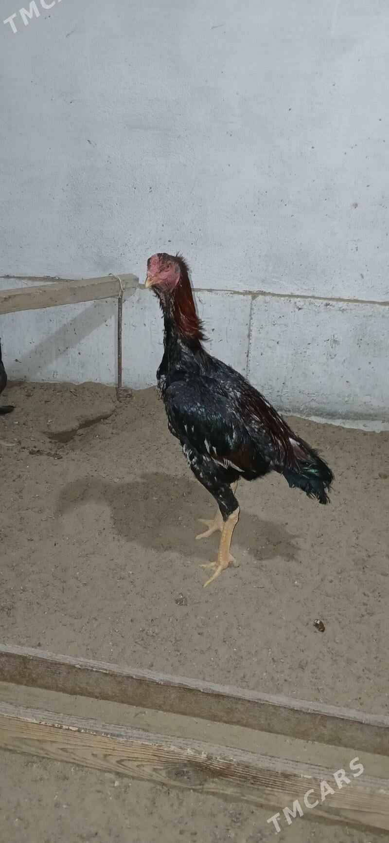 Tasgent horaz - Джебел - img 2