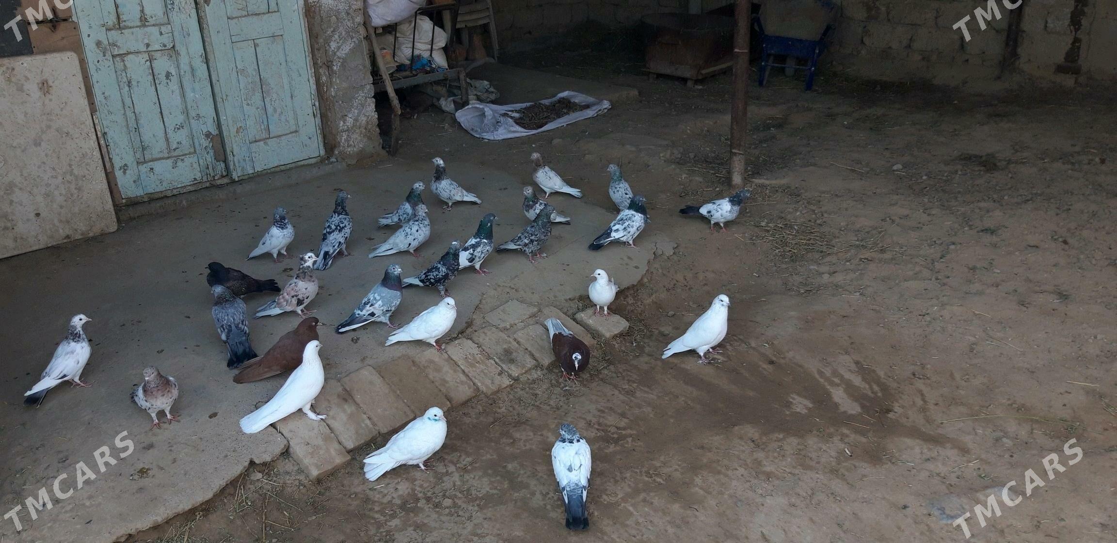 Kepderi myramyrlar - Ak bugdaý etraby - img 1