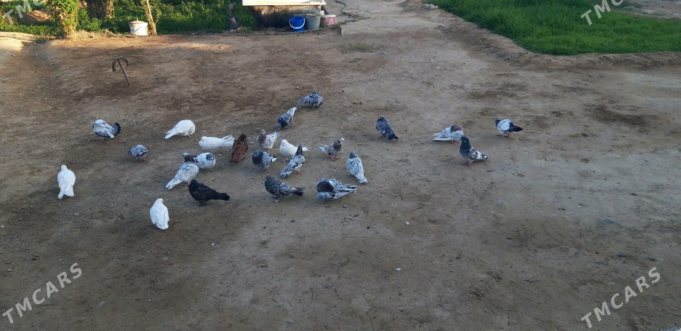 Kepderi myramyrlar - Ak bugdaý etraby - img 4