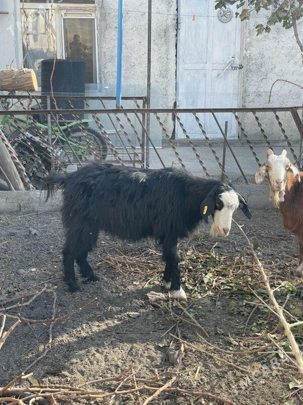 Geçi - Garadamak Şor - img 2