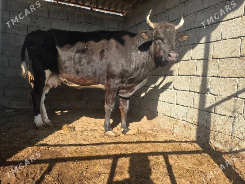 Sygyr Bakylan - Aşgabat - img 4