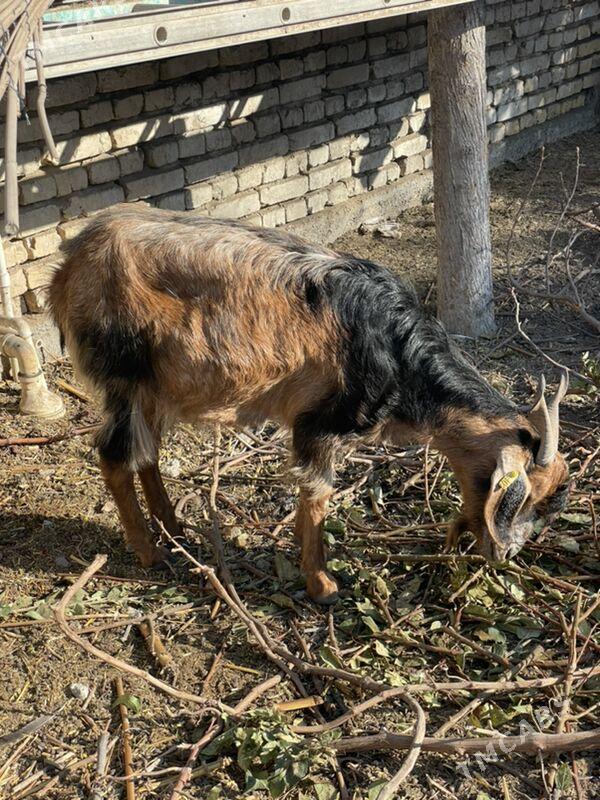 Geçi - Garadamak Şor - img 3