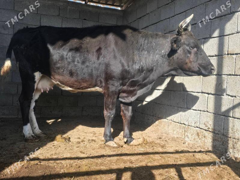 Sygyr Bakylan - Aşgabat - img 1