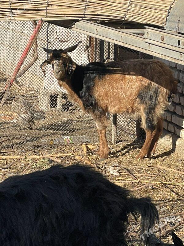 Geçi - Garadamak Şor - img 6