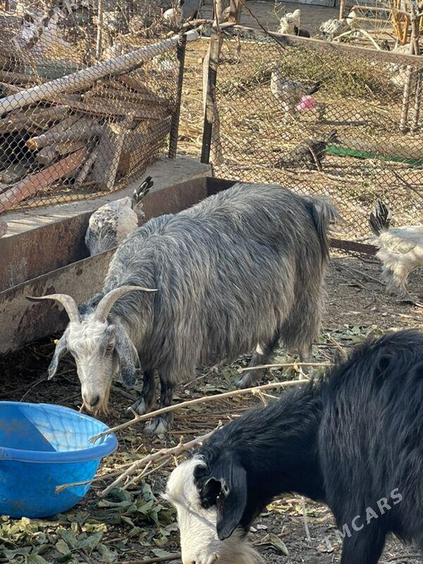 Geçi - Garadamak Şor - img 4