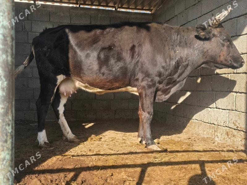 Sygyr Bakylan - Aşgabat - img 2