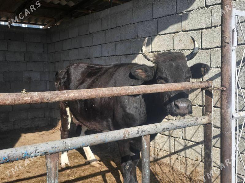 Sygyr Bakylan - Aşgabat - img 3