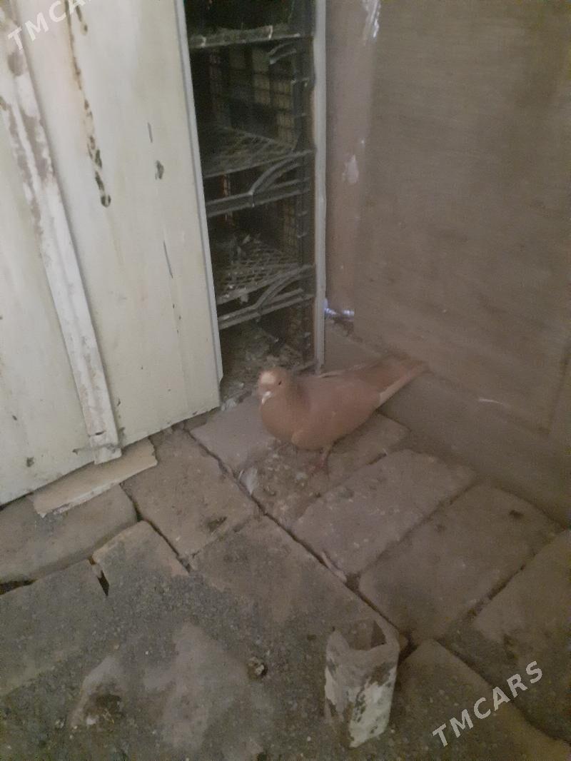 жолты - Чарджоу - img 1