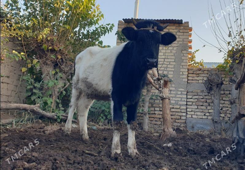 Satlyk golşteýin unajyn - Сакар - img 5