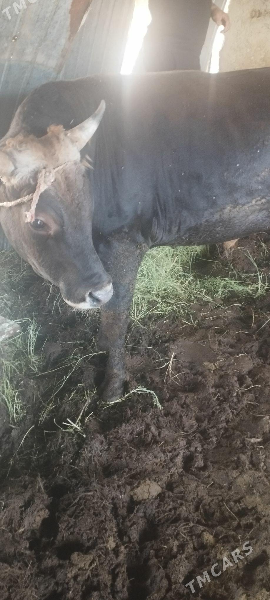 okuz tuwe - Ак-Бугдайский этрап - img 3