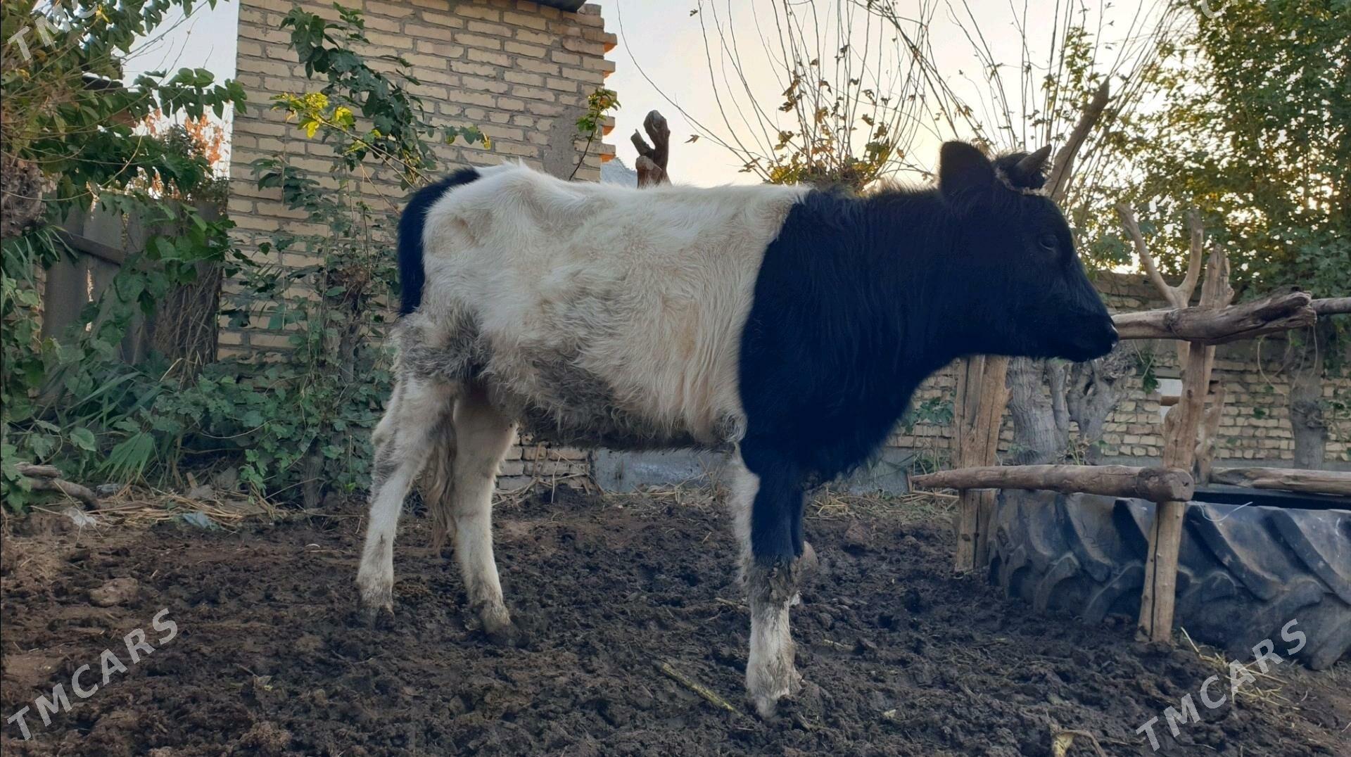 Satlyk golşteýin unajyn - Сакар - img 2