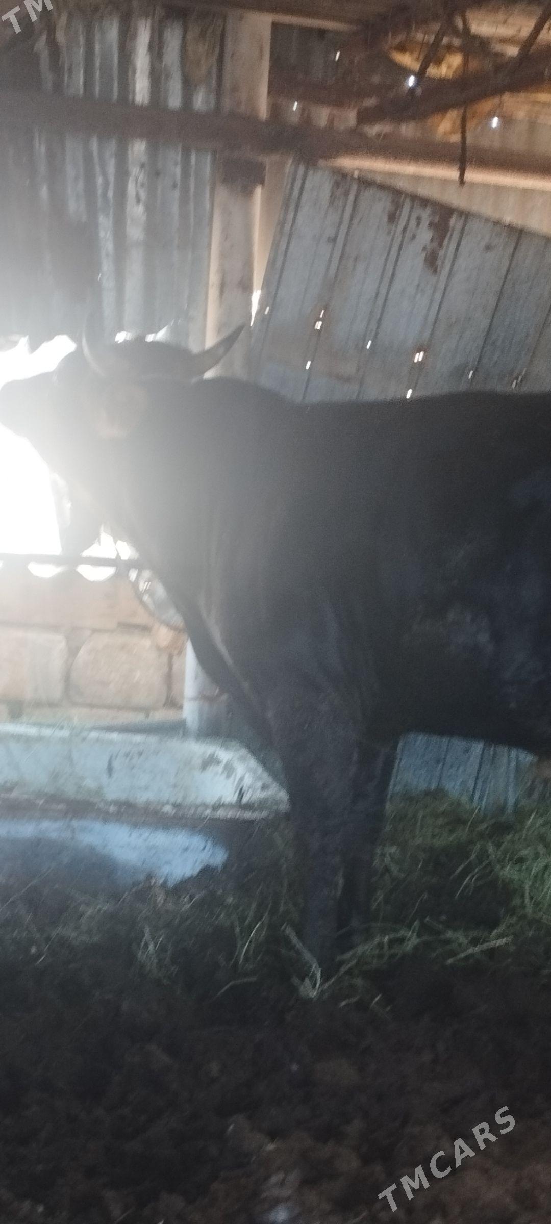 okuz tuwe - Ак-Бугдайский этрап - img 6