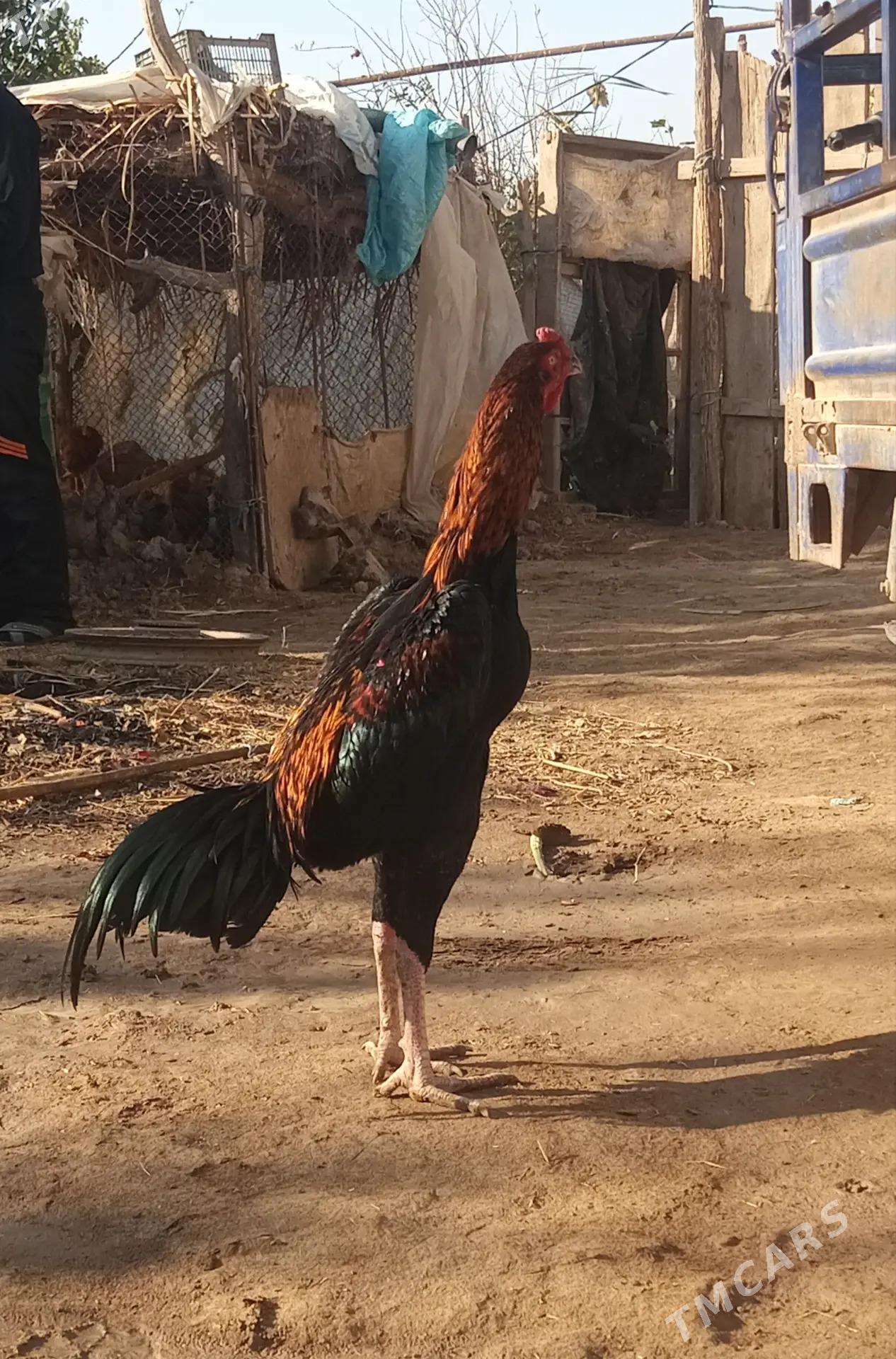 Bayes horaz - Керки - img 3