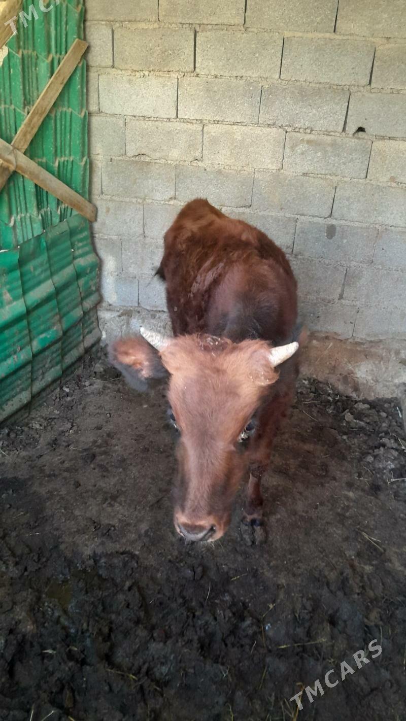 okuz - Ýalkym - img 2