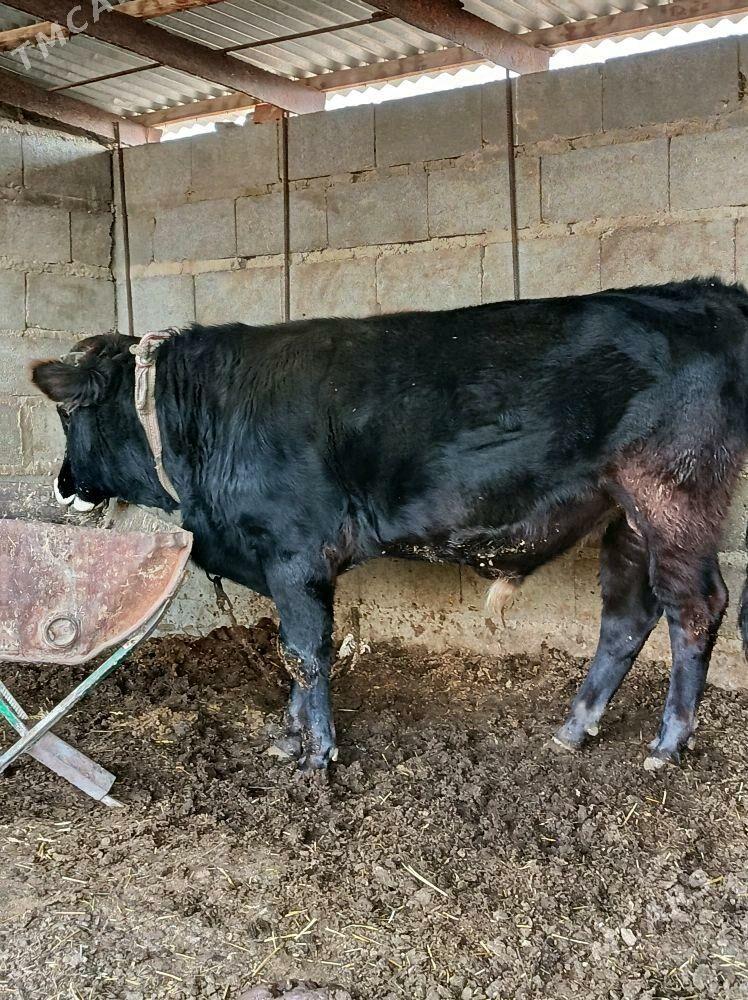 argynal şwes öküz - Bäherden - img 1