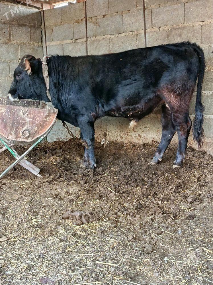 argynal şwes öküz - Bäherden - img 2