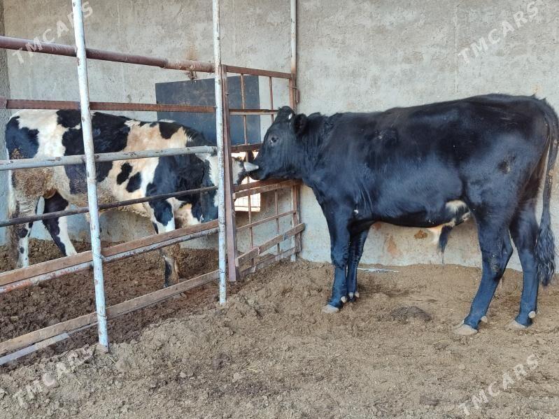 3 саны Окуз черный пёстер - Туркменабат - img 7