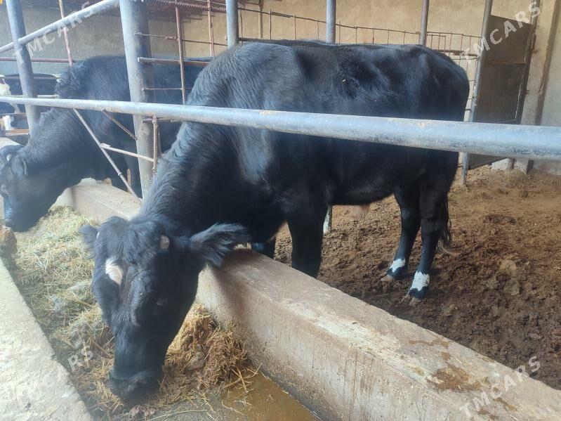 3 саны Окуз черный пёстер - Туркменабат - img 9