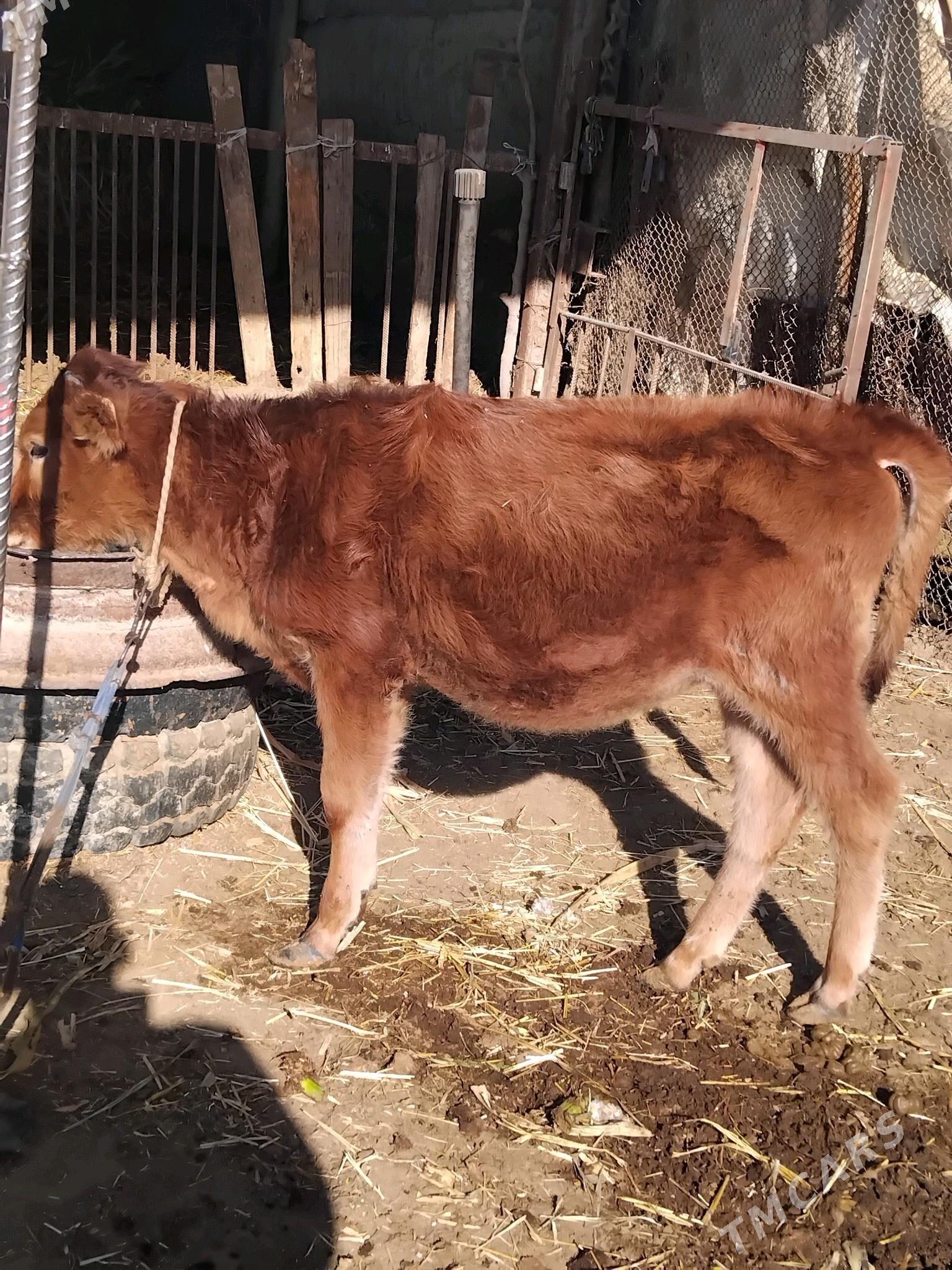 Tuwe - Яшлык - img 1