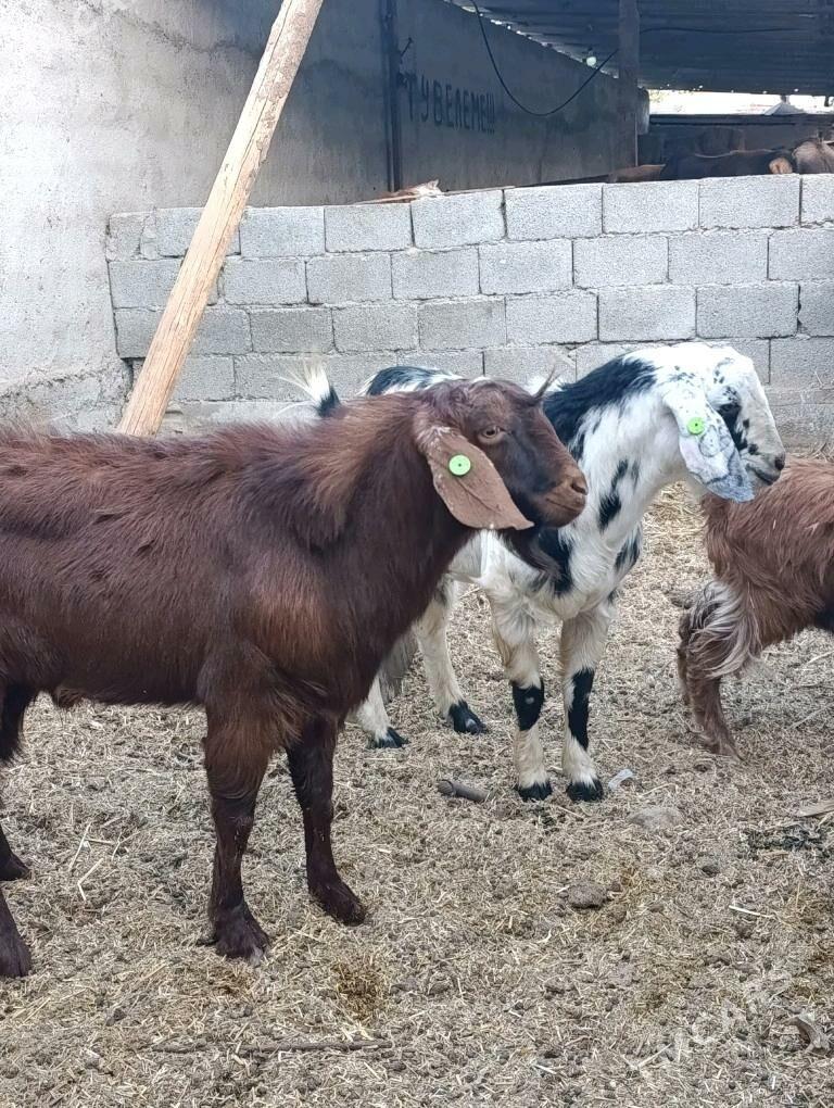 Kelek mitis pakistan teke - Bagyr - img 1