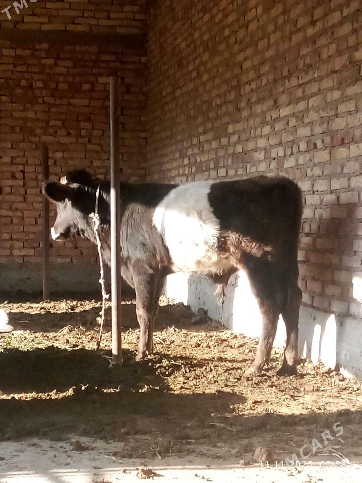 Gibrit Öküz 8 aýlyk - Гёкдепе - img 6