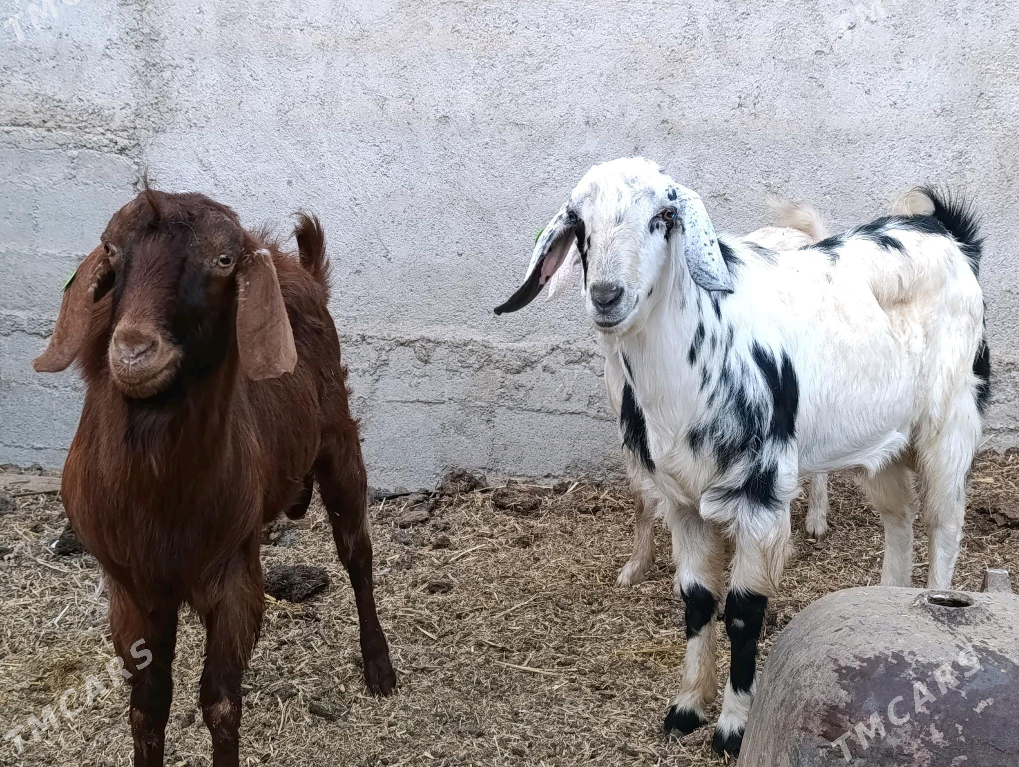 Kelek mitis pakistan teke - Bagyr - img 2