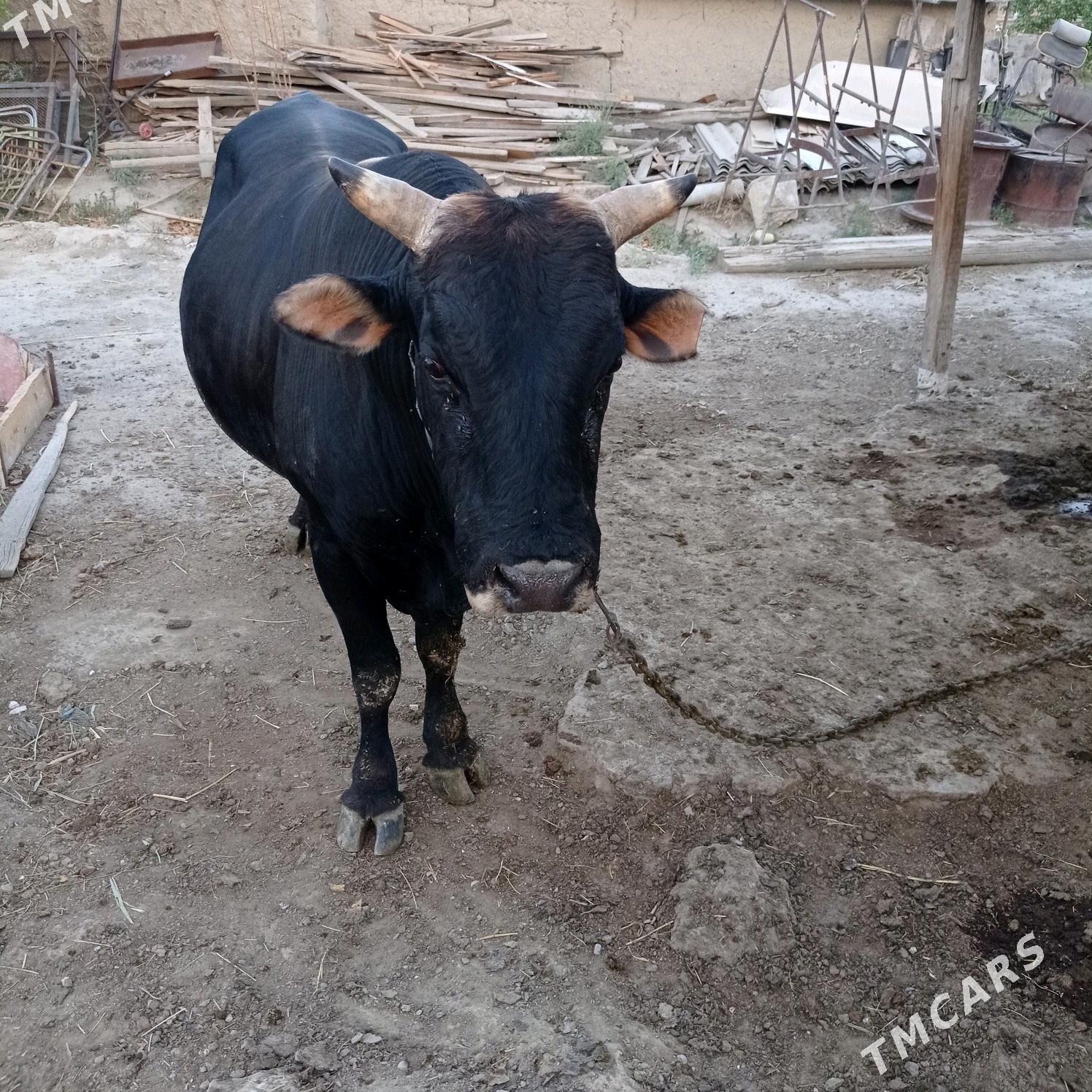 3yarym yasyndaokuz - Bäherden - img 8