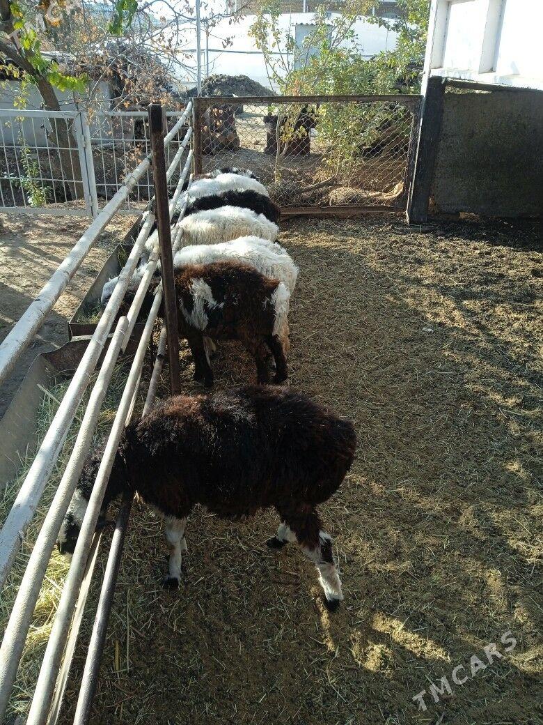 токлы - Mary - img 1