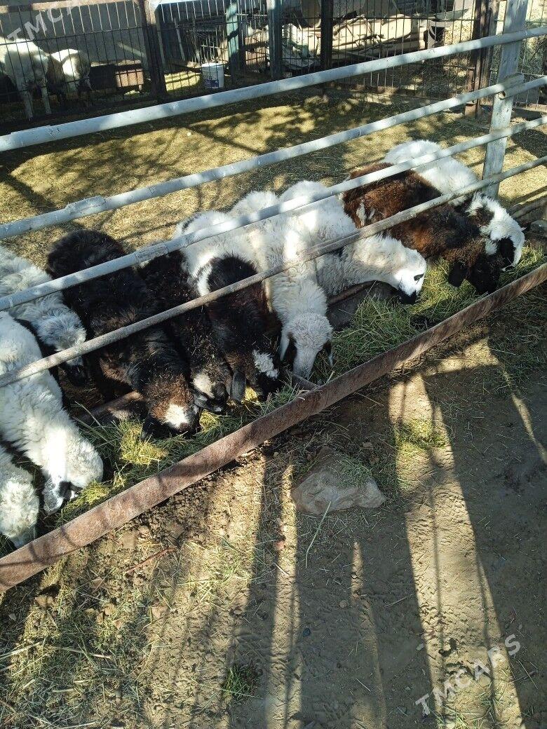 токлы - Mary - img 2