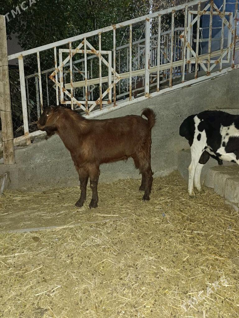 Kelek mitis pakistan teke - Bagyr - img 4