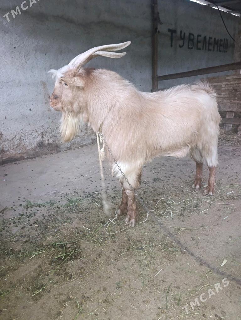 Kelek mitis pakistan teke - Bagyr - img 5