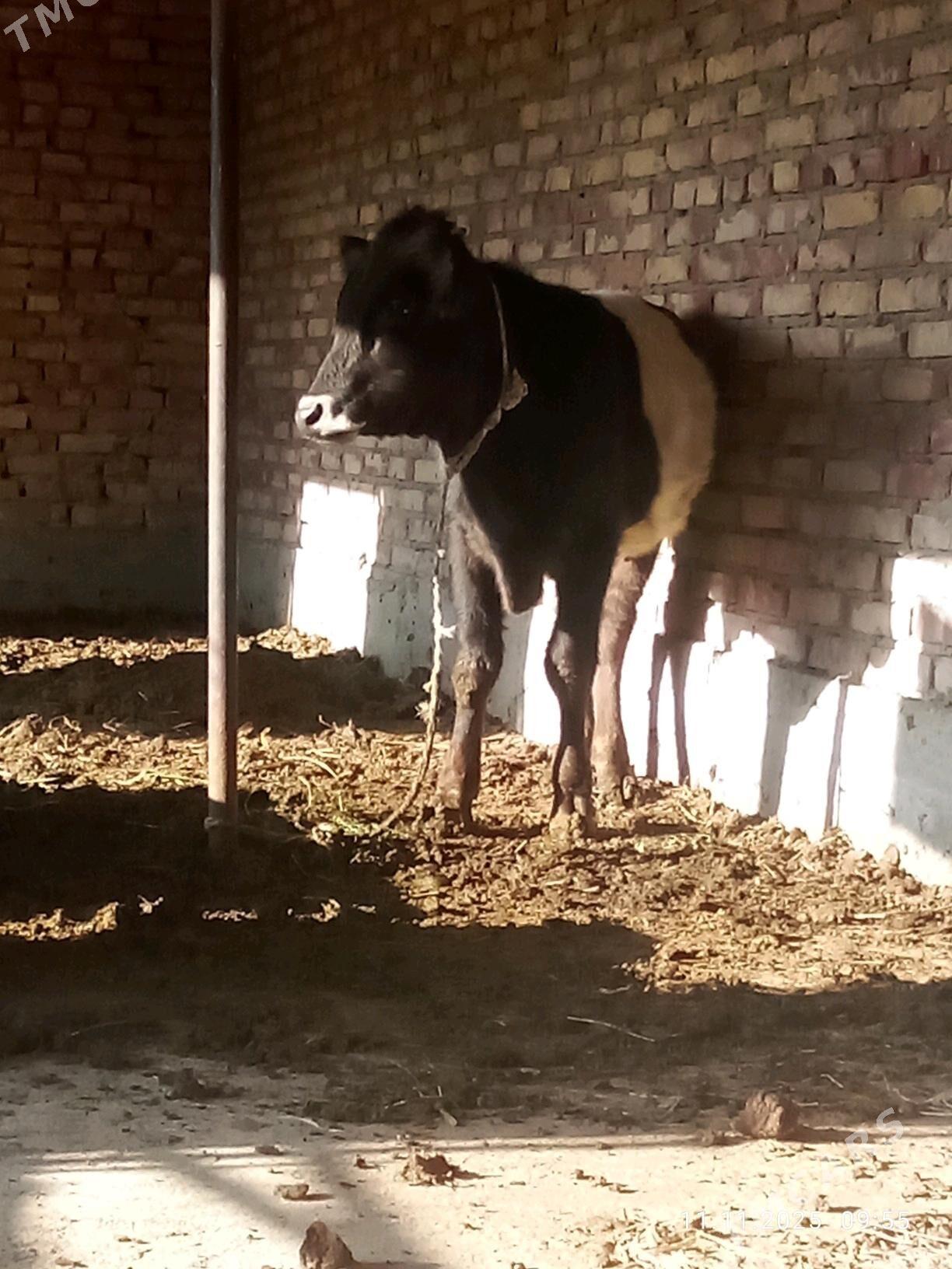 Gibrit Öküz 8 aýlyk - Гёкдепе - img 10