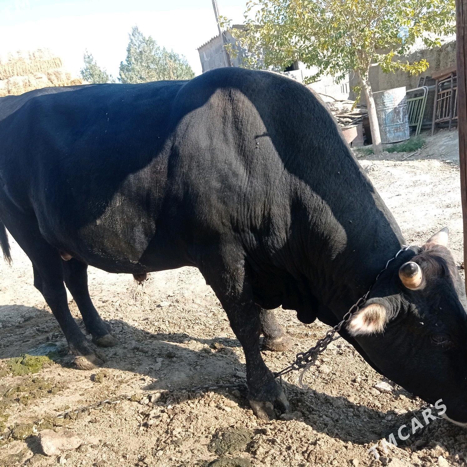 3yarym yasyndaokuz - Bäherden - img 2