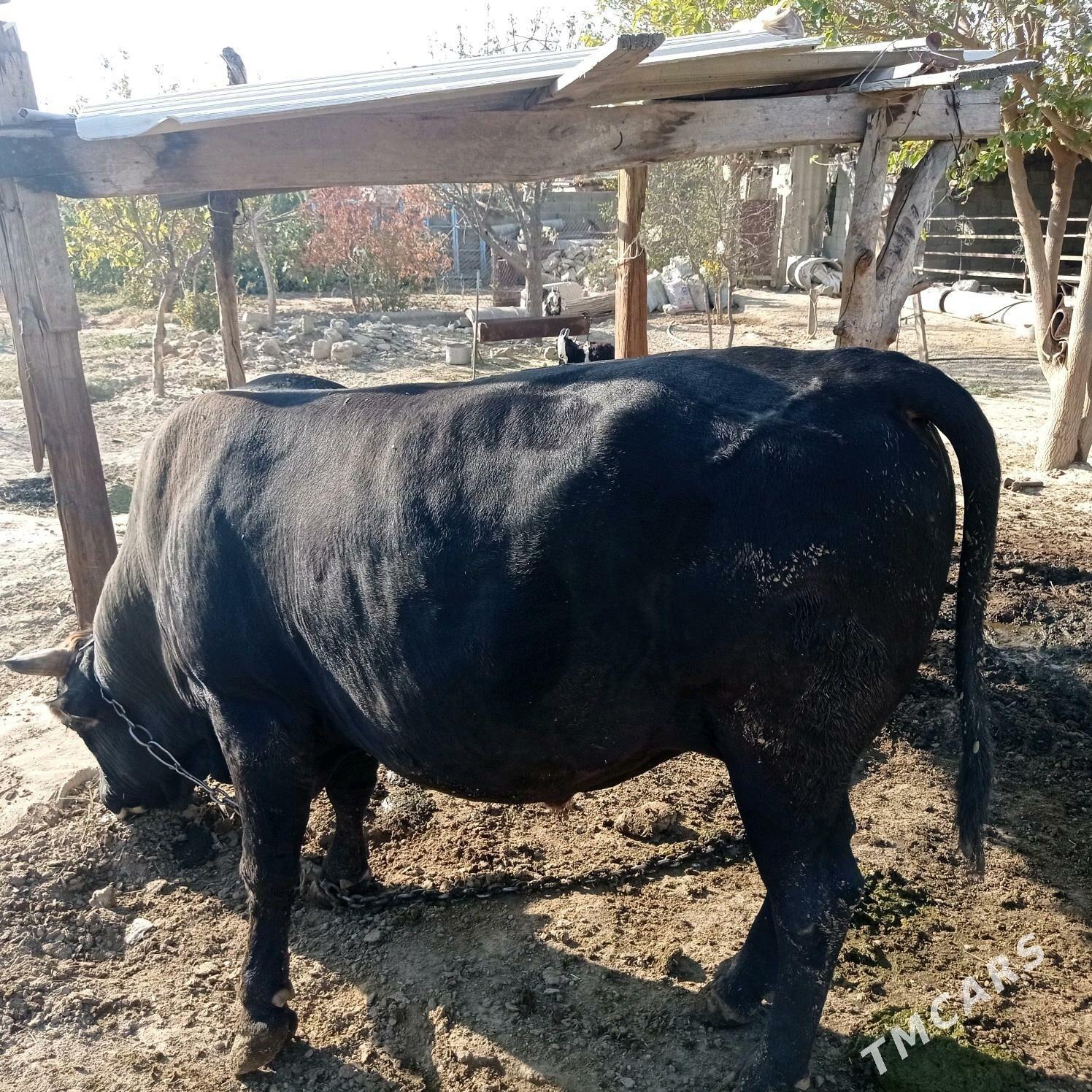 3yarym yasyndaokuz - Bäherden - img 1