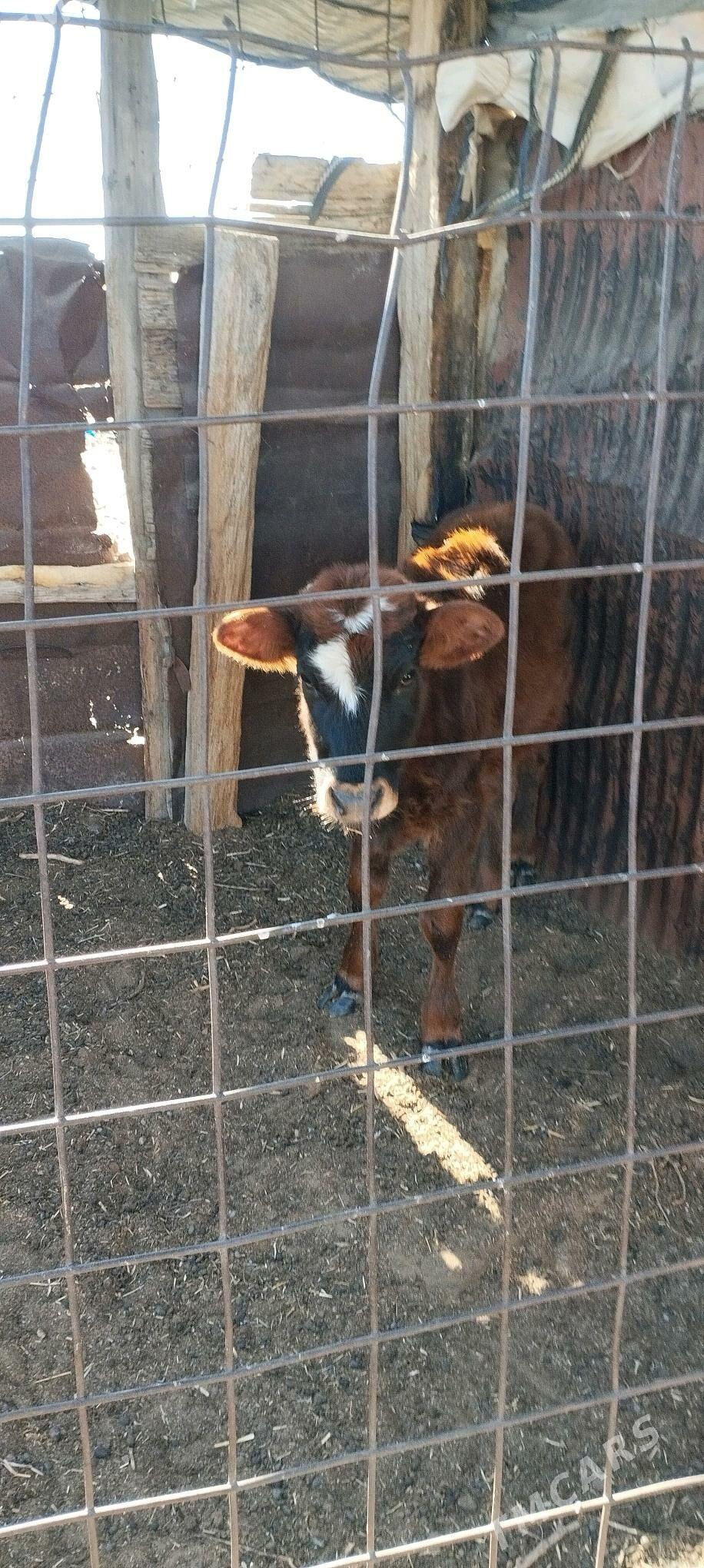 gole okuzce - Türkmenbaşy - img 4