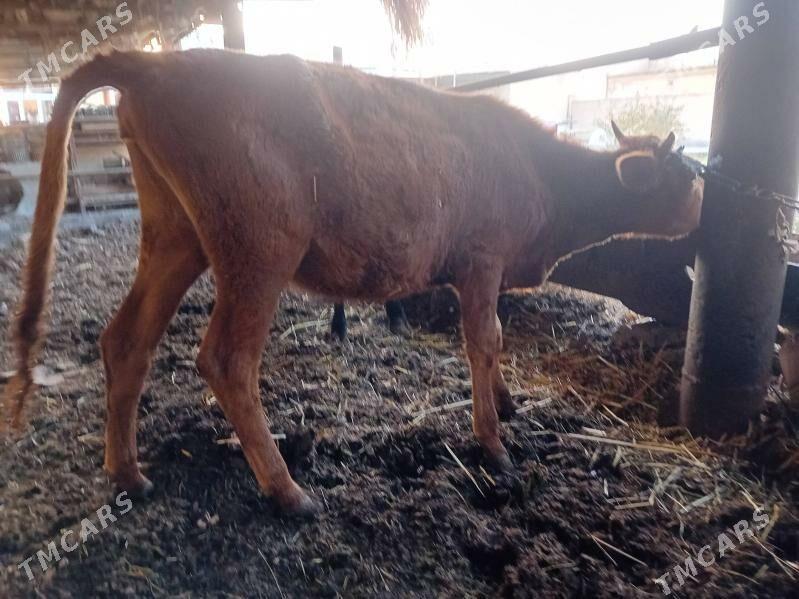 Unajyn - Чарджоу - img 2