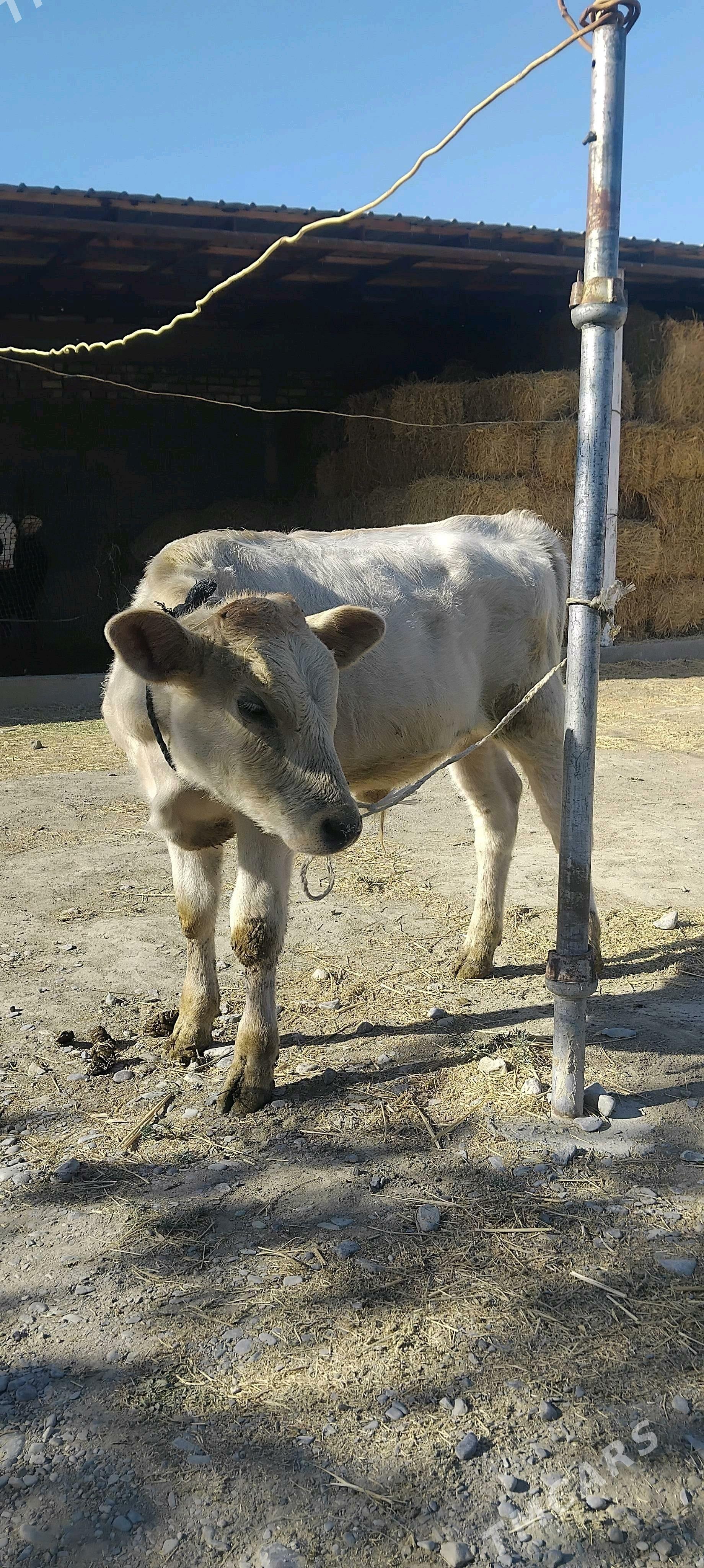 öküz - Бахарден - img 1