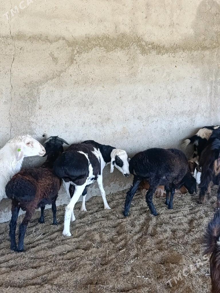 Gissar goç - Bagyr - img 4