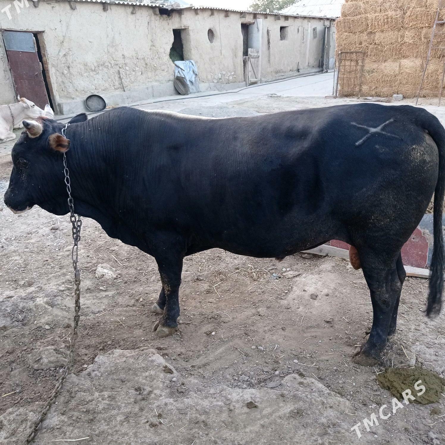 3yarym yasyndaokuz - Bäherden - img 6