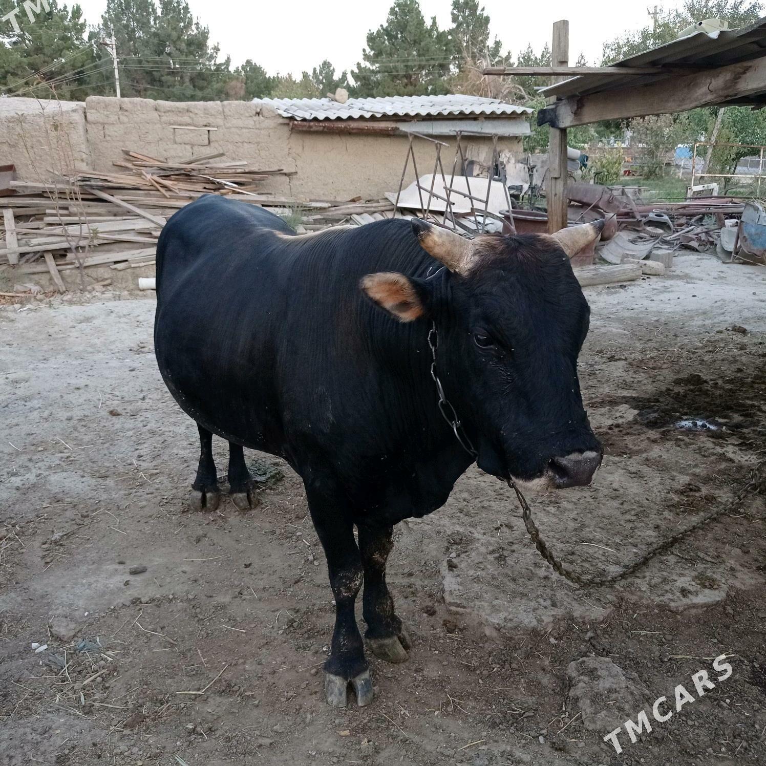 3yarym yasyndaokuz - Bäherden - img 7