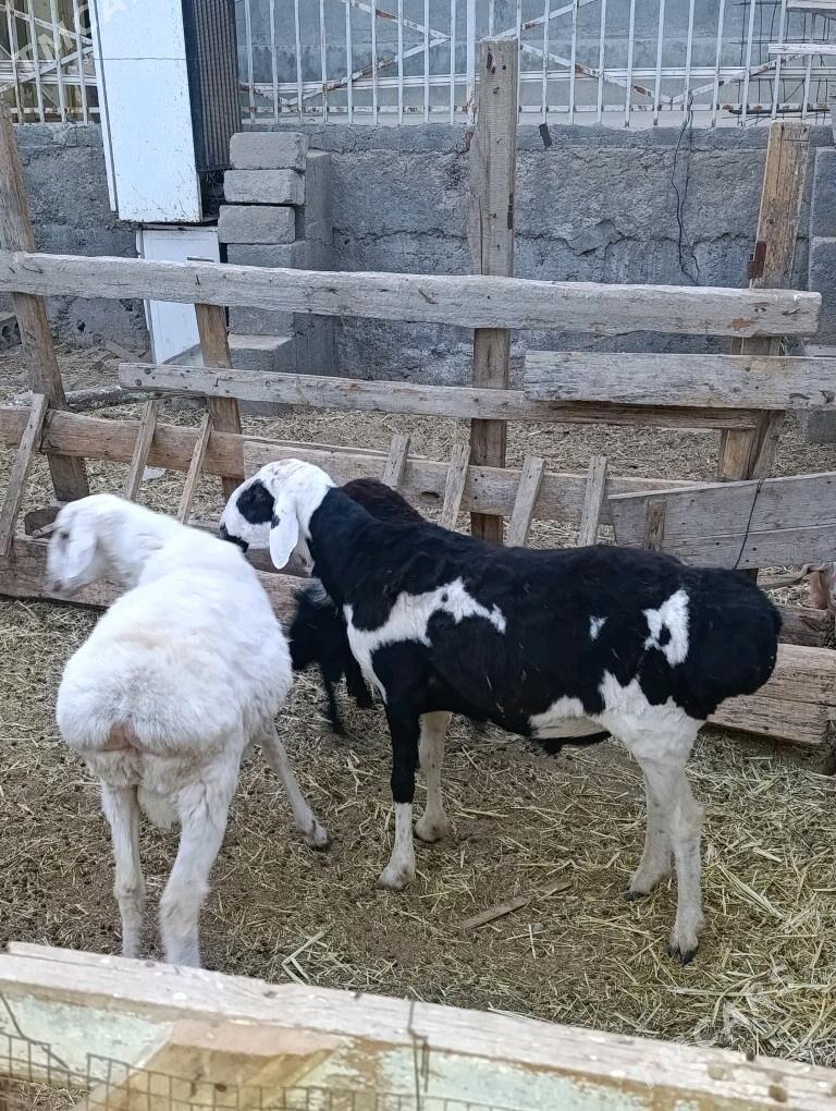 Gissar goç - Bagyr - img 6