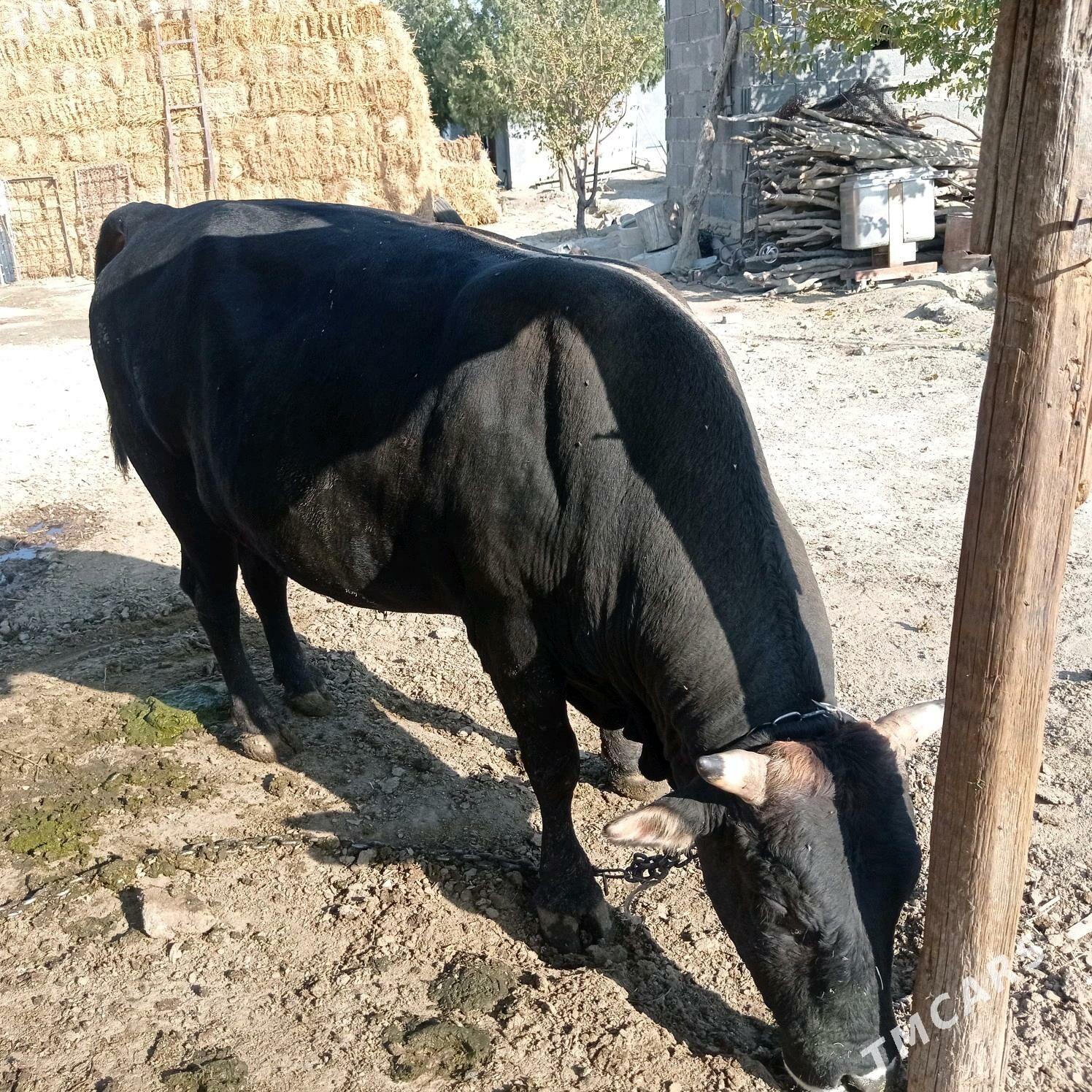 3yarym yasyndaokuz - Bäherden - img 3