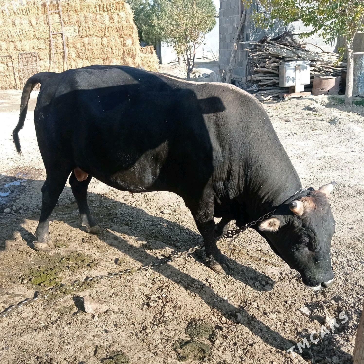 3yarym yasyndaokuz - Bäherden - img 4