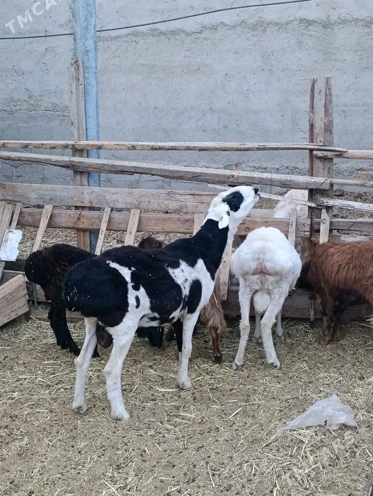 Gissar goç - Bagyr - img 5