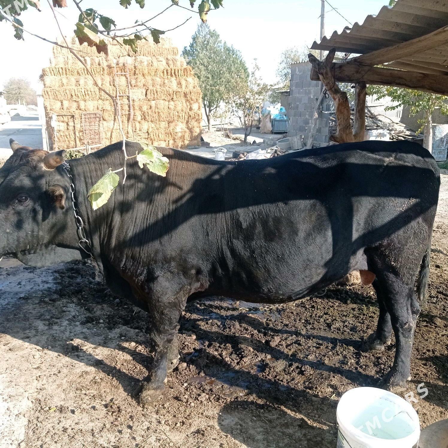 3yarym yasyndaokuz - Bäherden - img 5