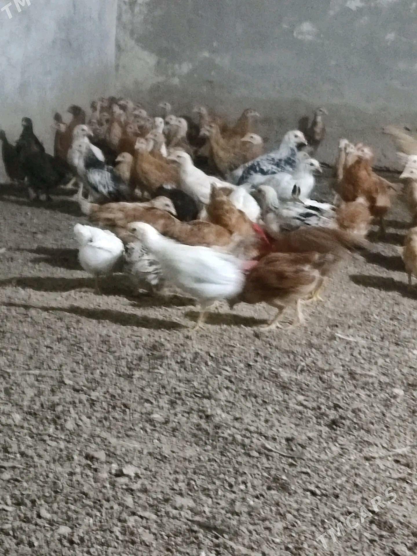 2aylyk juyje - Теджен - img 1