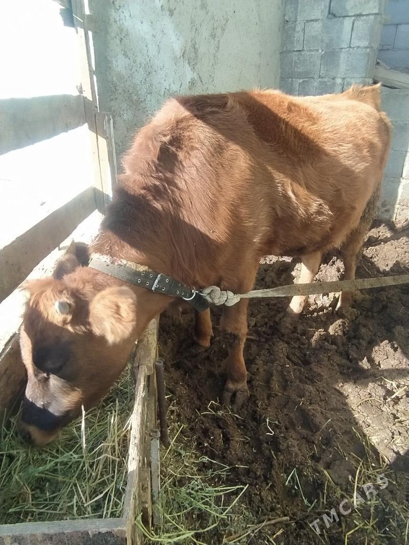 Tvwe - Бузмеин - img 2